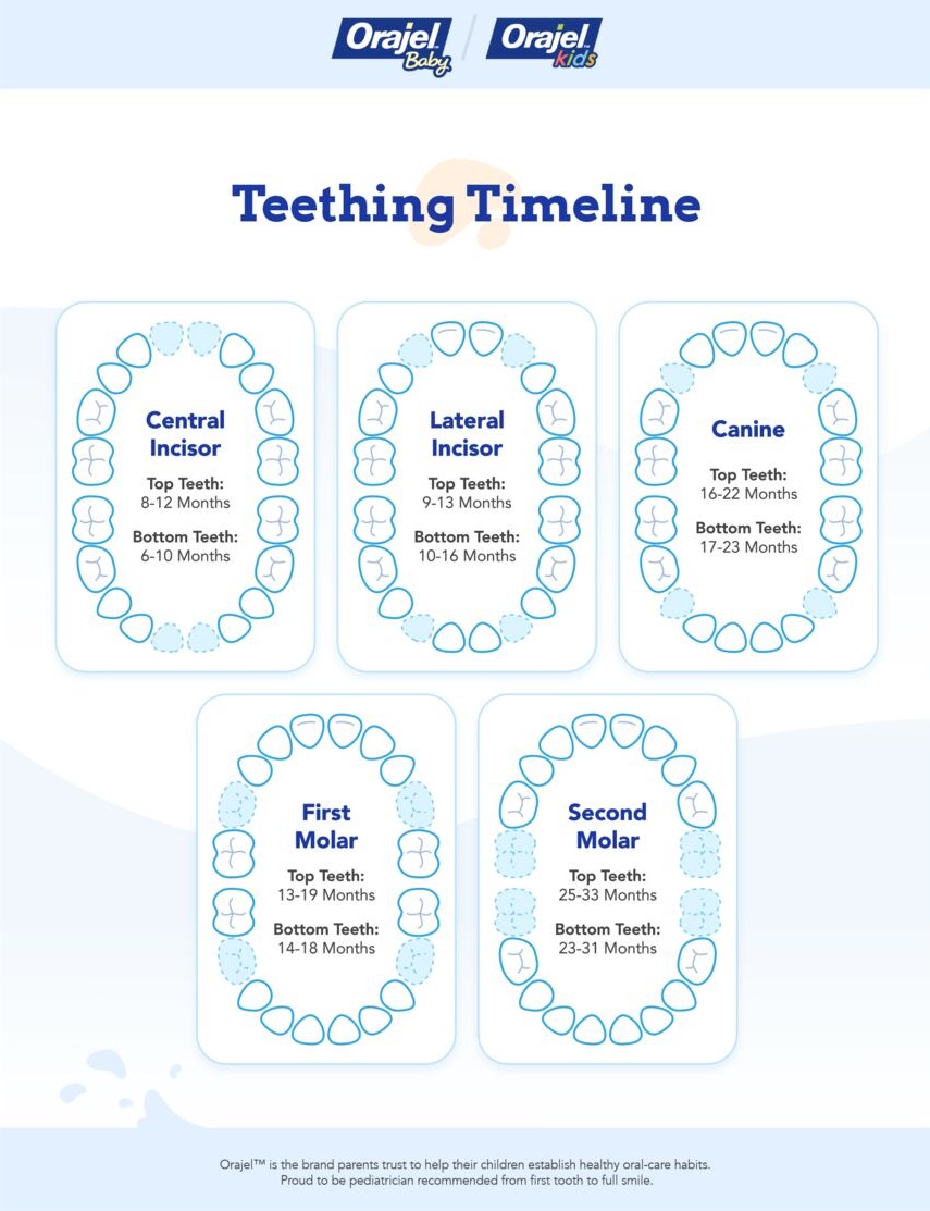 Teething age chart that shows when babies get their first teeth